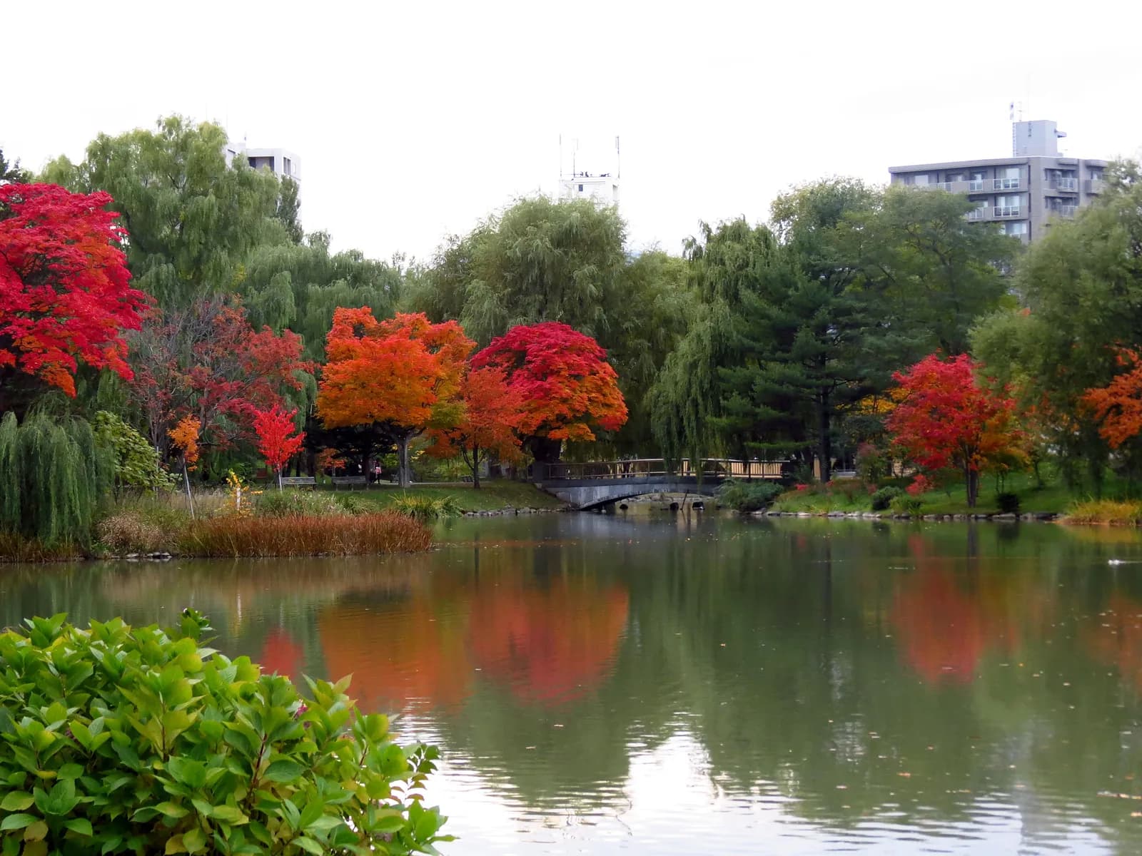 Red maples by a pond in Nakajima Park